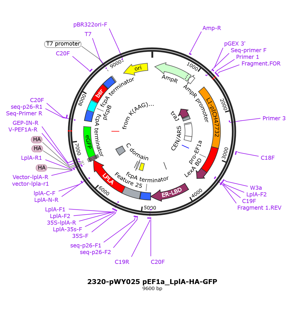 pWY025 pEF1a_LplA-HA-GFP载体图谱.png